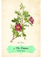 Oracle of The Roses : Blessings to support your heart and soul by Cheralyn Darcey